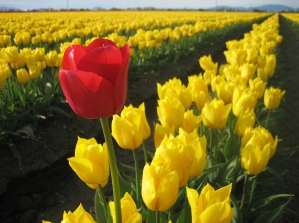 Du học ở đất nước hoa Tulip